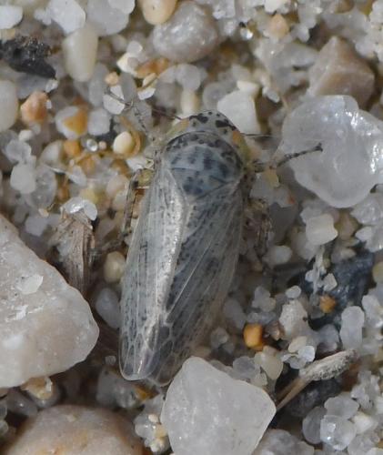 Réf. 242 627 : Euscelidius variegatus